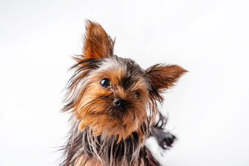 Yorkshire Terrier puppy sits. Isolated on white background