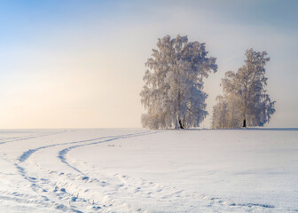 The road through the snowy field to the trees covered with frost in winter in Siberia, Russia