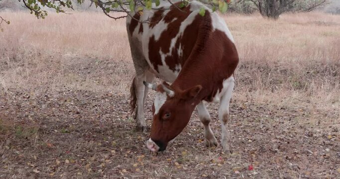 cows graze in abandoned orchard and search for food among trees