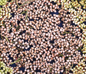 Full screen of grain, grain, sorghum, rice