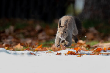 冬のエゾリス © mihiro_wildlife