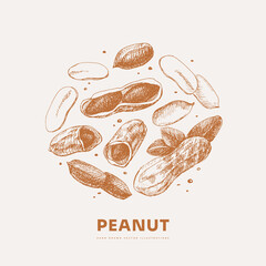 Hand-drawn peanut. Tropical fetus, open and whole. Organic food concept. It can be used as a decoration element for markets, menus, and packaging. Vintage botanical illustrations.
