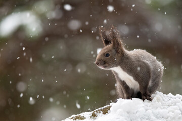 雪の日のエゾリス