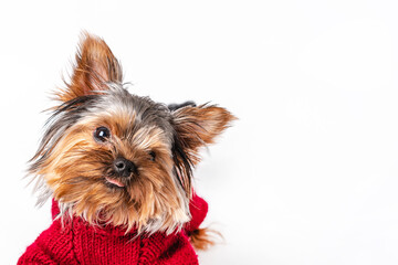 Yorkshire terrier in a knitted sweater having fun on a white isolated background