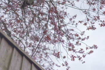 Flores.