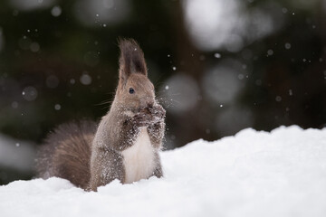 雪の中でクルミを食べるエゾリス