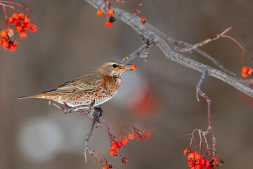 冬のハチジョウツグミ