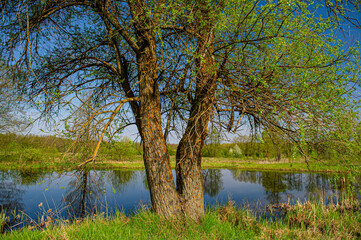 Fototapeta na wymiar tree on the background of forest lake and meadows, landscape on the background of deciduous forest on a sunny day.