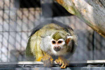 The monkey sits on a tree and looks attentively.