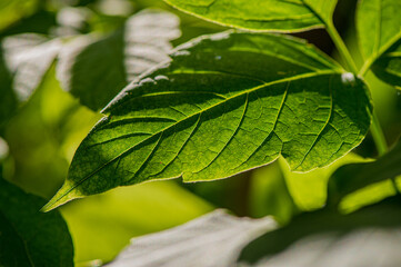 beautiful green leaf on a sunny day on a blurred green background.