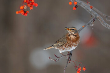 冬のハチジョウツグミ