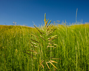Spikelets of plants on the background of meadows and blue sky on a sunny day.