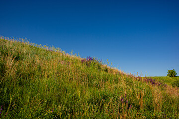 hillside covered with flowering plants against the blue sky on a sunny day.