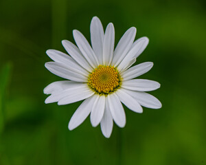 Obraz premium flower of white meadow chamomile on a blurred green background.