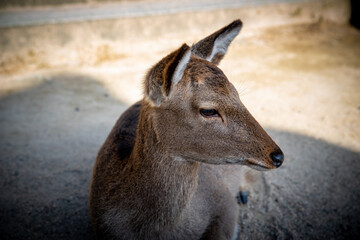 Wild deer in Miyajima, Hiroshima Prefecture