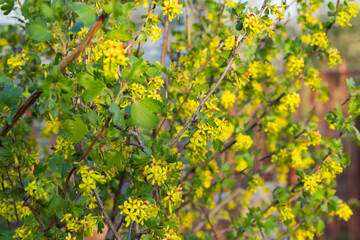 Currant flowering bush. Yellow flowers