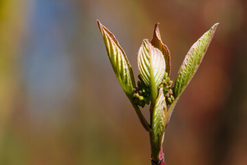 A young branch with blossoming green leaves.