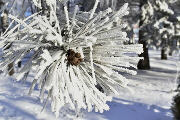 Pine branch in hoarfrost close-up