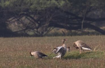 Obraz premium Greylag goose (Anser anser) is a species of large goose in the waterfowl family Anatidae and the type species of the genus Anser.