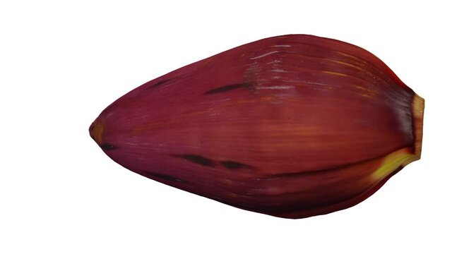 Realistic render of a spinning Banana Flower (also called a banana blossom or heart) on white background. The video is seamlessly looping, and the 3D object is scanned from  a real flower.
