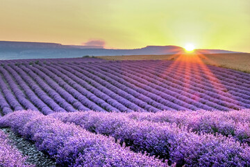 Purple lavender field with rows at sunrise background