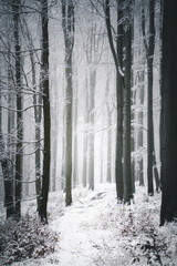 Weg im nebligen, mystischen Wald im Winter bei Schnee