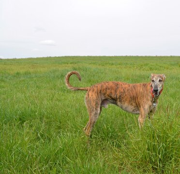 Brown dog in a green field