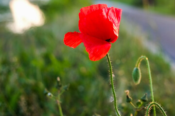 poppies field in rays sun. Wonderful poppy field in late of may. High quality photo