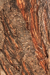 tree in desert