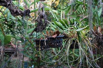 Naklejka na ściany i meble Natural orchid garden in green park