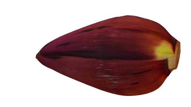 Realistic render of a rotating Banana Flower (also called a banana blossom or heart) on white background. The video is seamlessly looping, and the 3D object is scanned from a real flower.

