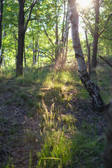 Sunny spring morning in the deciduous forest where the sun's rays pass through the young bright green foliage of tall old trees. High quality photo