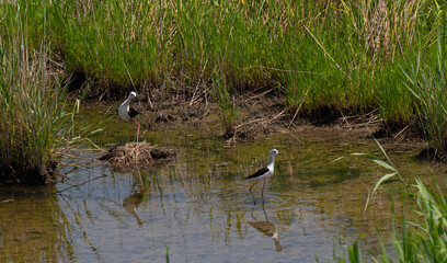 卵を守るセイタカシギ