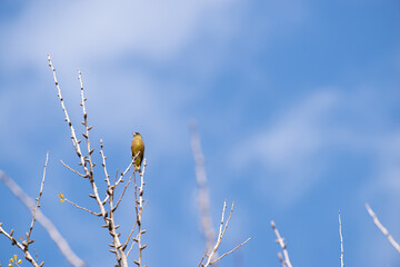 木にとまる鳥　カワラヒワ