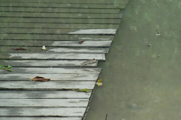 Mudfish in a Mangrove forest at a National Park in Malaysia