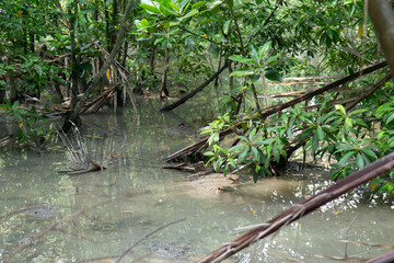 Mudfish in a Mangrove forest at a National Park in Malaysia