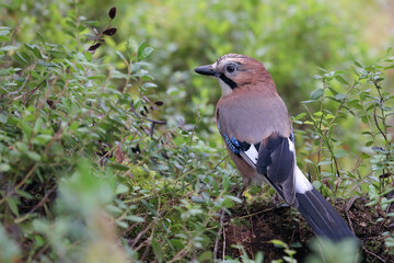 Eurasian jay