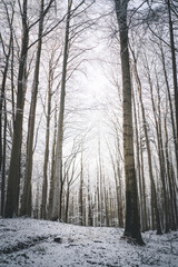gefrorene Bäume im hellem Wald mit Schnee, im Winter 