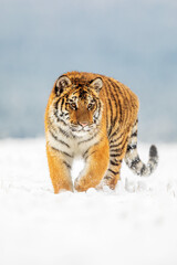 young male Siberian tiger Panthera tigris tigris in the snow dangerously close