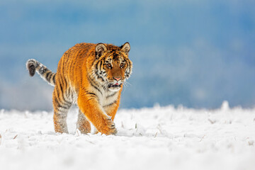 young male Siberian tiger Panthera tigris tigris walking on snow with pale blue background