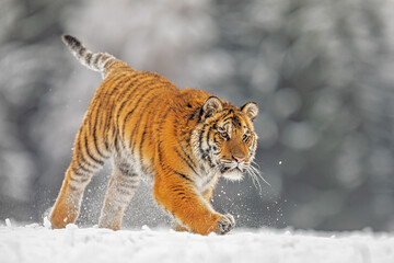 young male Siberian tiger Panthera tigris tigris running through the snow in nature in the open
