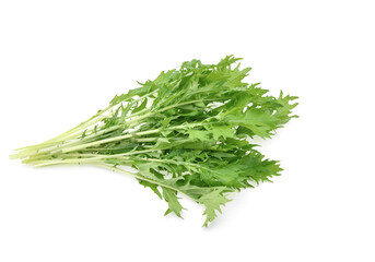 Mizuna lettuce isolated on white background