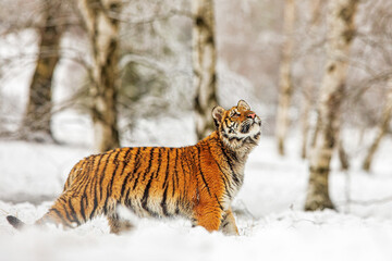 young male Siberian tiger Panthera tigris tigris in the snowy birch grove looks up
