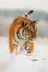 young male Siberian tiger Panthera tigris tigris photo dangerously close up