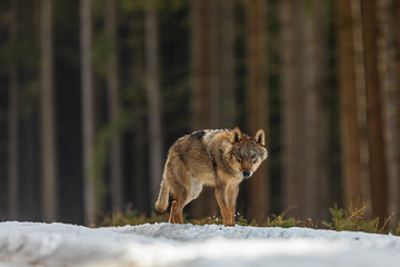 young male gray wolf (Canis lupus) wants to cross a snow covered path in the wilderness of the forest