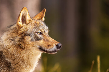 young male gray wolf (Canis lupus) Highly detailed portrait of a wolf's head