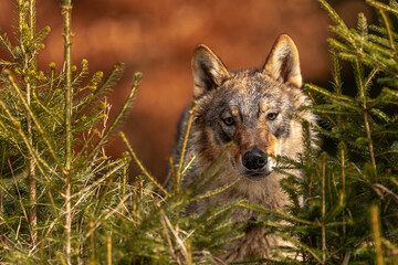Obraz premium young male gray wolf (Canis lupus) portrait of a head with a background of orange leaves
