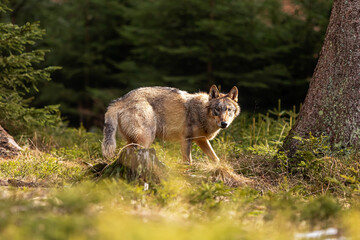 young male gray wolf (Canis lupus) surprised in the forest