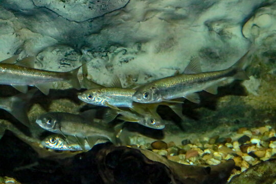 Calandino (Squalius alburnoides) pez semejante al Cacho del Sudoeste Ibérico es un pez de la familia Cyprinidae, endémico del los ríos del sudoeste de la península ibérica. Ejemplares fotografiados en