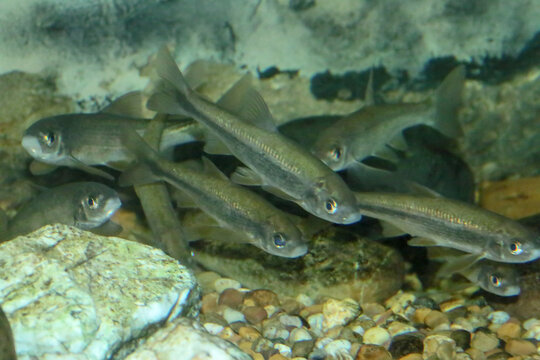 Calandino (Squalius alburnoides) pez semejante al Cacho del Sudoeste Ibérico es un pez de la familia Cyprinidae, endémico del los ríos del sudoeste de la península ibérica. Ejemplares fotografiados en